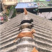 Docente impartisce lezioni di disegno ( Proiezioni Ortogonali , Prospettiva. Assonometrie) e storia dell'arte